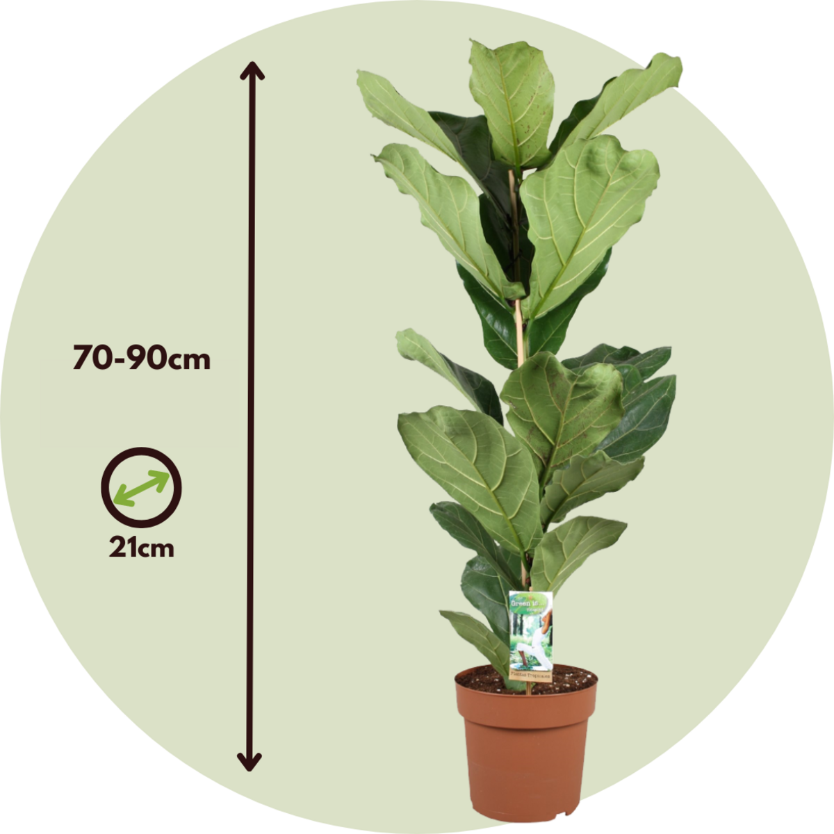 PLANT IN A BOX Figuier à Feuilles de Violon - Ficus Lyrata - Hauteur 70-90cm - ⌀21cm