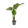 Voir la diapositive 1 : PLANT IN A BOX Plante éléphant - Alocasia 'Portodora' - Hauteur 110-120cm - ⌀32cm