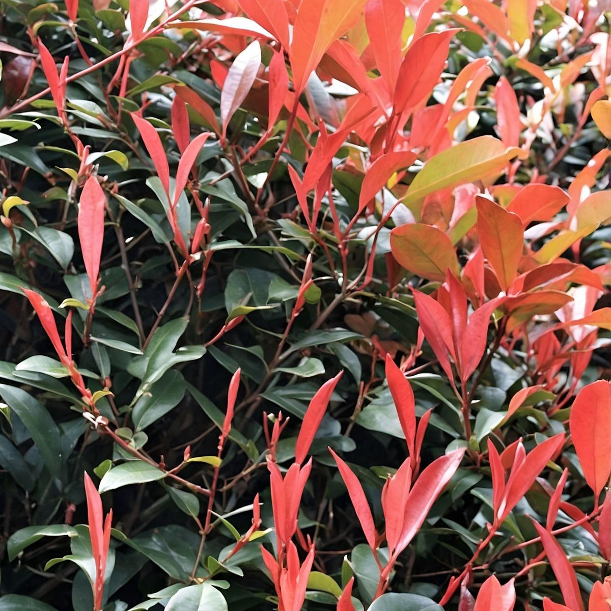 PLANT IN A BOX Feuille de noyer - Set de 2 - Photinia fraseri 'Red Robin' - H30-40cm - ⌀17cm