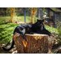 Voir la diapositive 5 : Smartbox Tanière Zoo Refuge : visite guidée VIP à la découverte des animaux pour 2 personnes - Coffret Cadeau Multi-thèmes