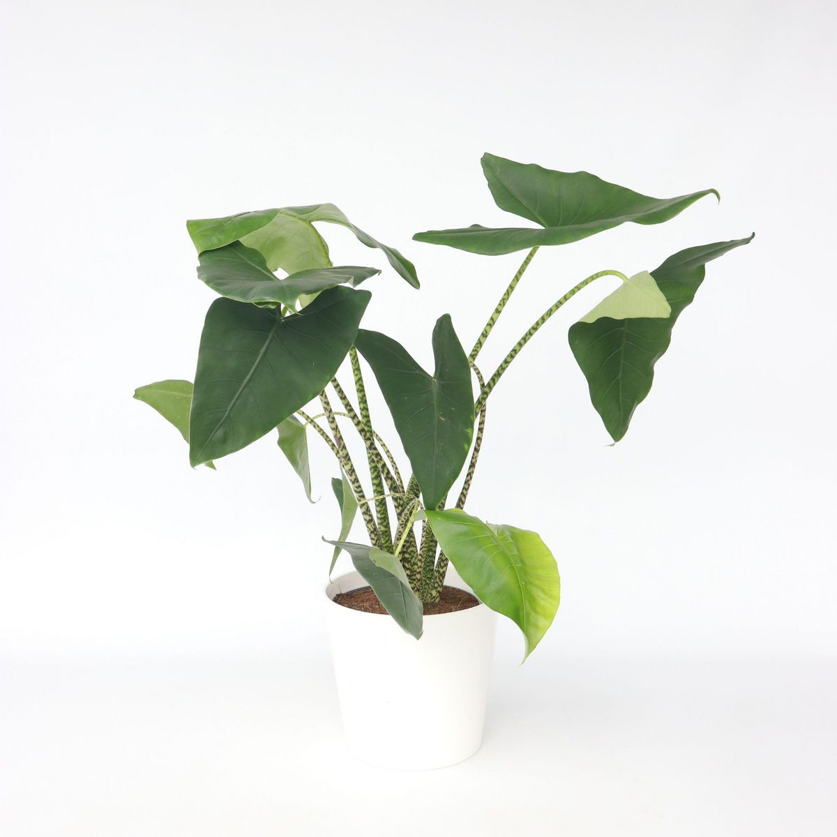 PLANT IN A BOX Plante éléphant - Alocasia 'Zebrina' - Hauteur 140-150cm - ⌀32cm