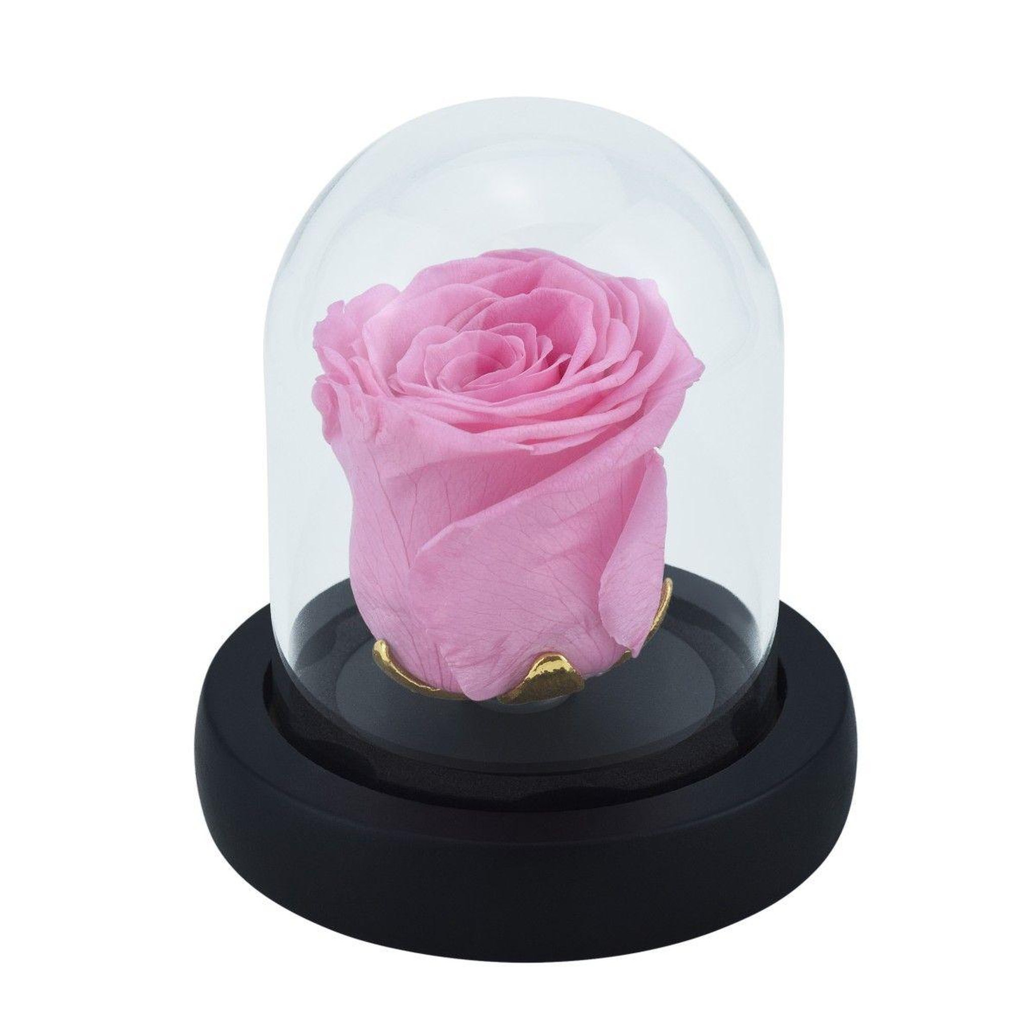 SC CRYSTAL Cloche en verre et sa rose éternelle - stabilisée - Rose