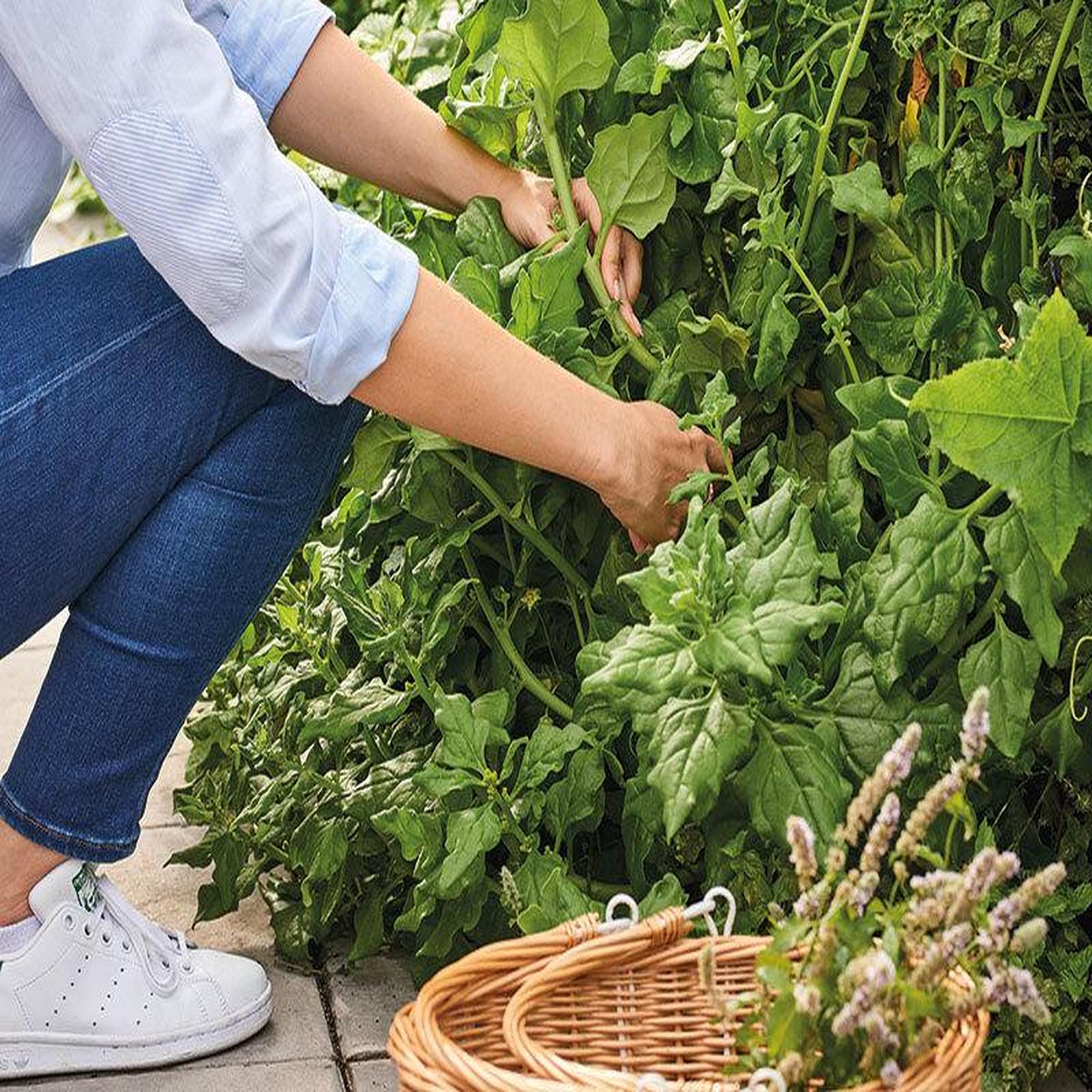 Voir la diapositive 4 : Smartbox Mon potager à Paris - Coffret Cadeau Multi-thèmes
