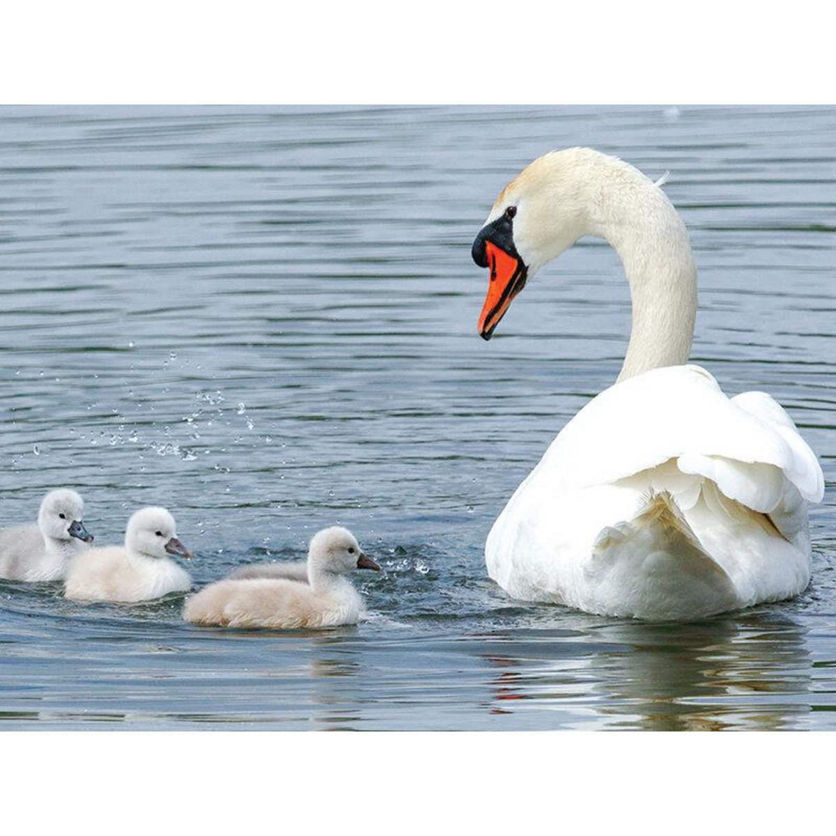 Smartbox 2h d'excursion sur l'eau à la découverte de la biodiversité avec un guide nature dans le Nord - Coffret Cadeau Sport & Aventure