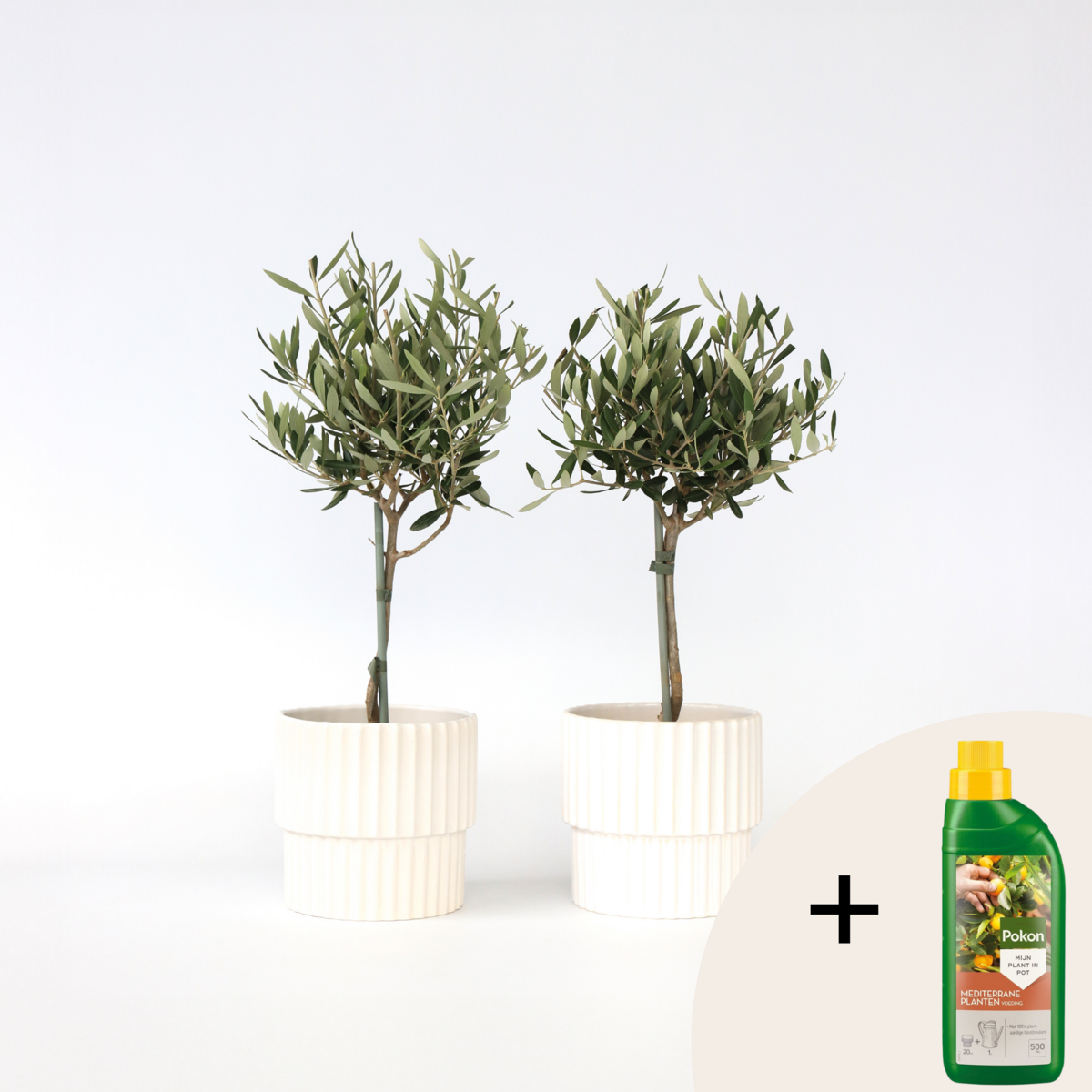 PLANT IN A BOX Olivier - Set de 2 - Olea europaea - Hauteur 50-60cm - ⌀14cm