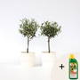 Voir la diapositive 6 : PLANT IN A BOX Olivier - Set de 2 - Olea europaea - Hauteur 50-60cm - ⌀14cm