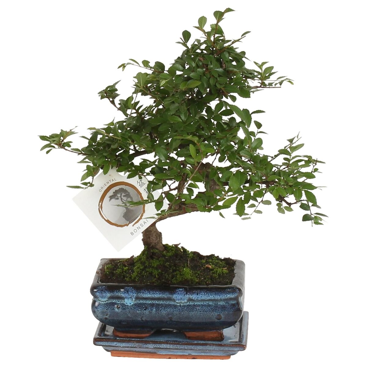 PLANT IN A BOX Bonsaï - Zelkova serrata - Hauteur 20-25cm - ⌀15cm