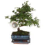PLANT IN A BOX Bonsaï - Zelkova serrata - Hauteur 20-25cm - ⌀15cm