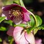 Voir la diapositive 3 : PLANT IN A BOX Rose de Noël - Set de 3 - Helleborus orientalis - Hauteur 20-30cm - ⌀12cm