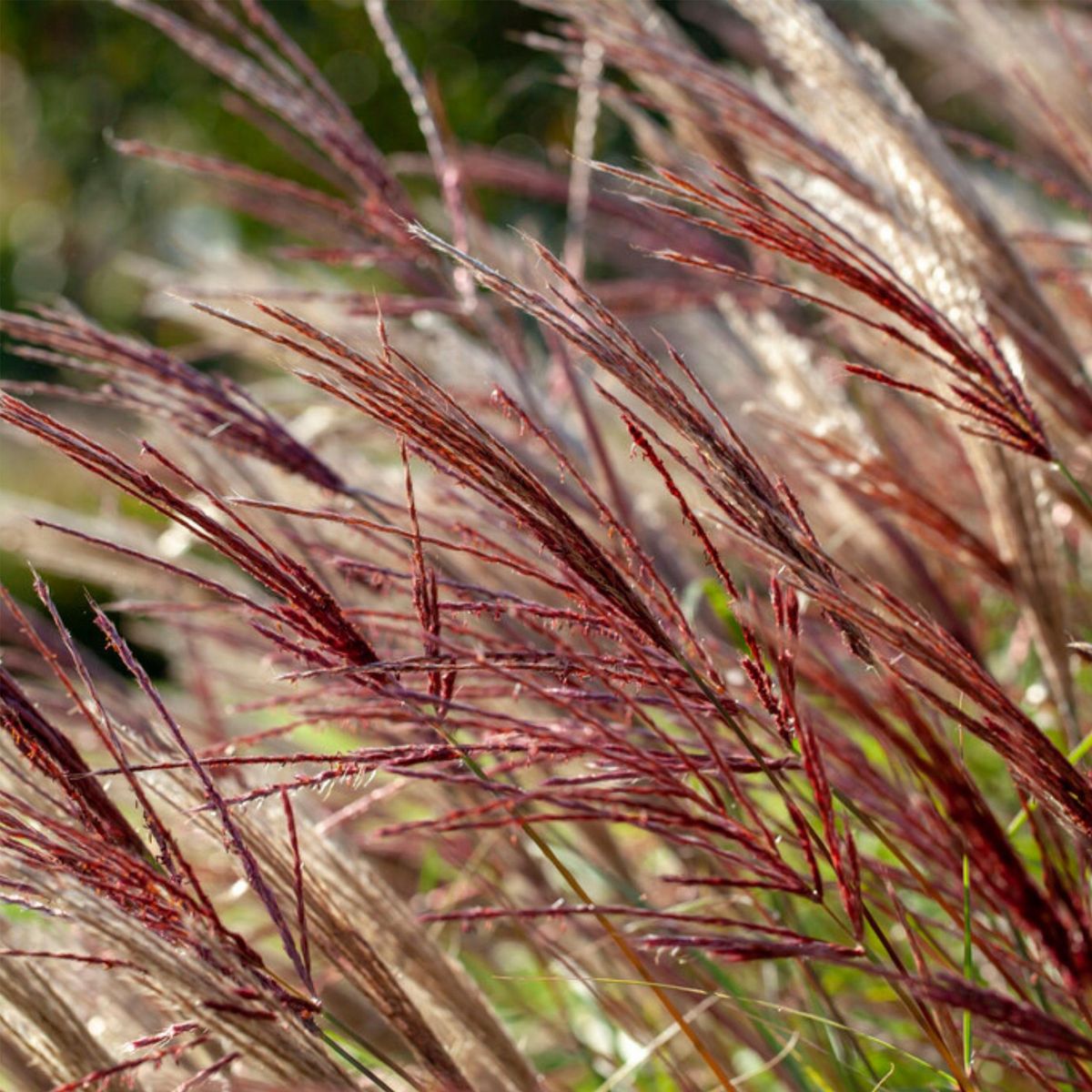 PLANT IN A BOX Roseau de Chine - Miscanthus sinensis 'Red Chief' - Hauteur 40-60cm - ⌀23cm