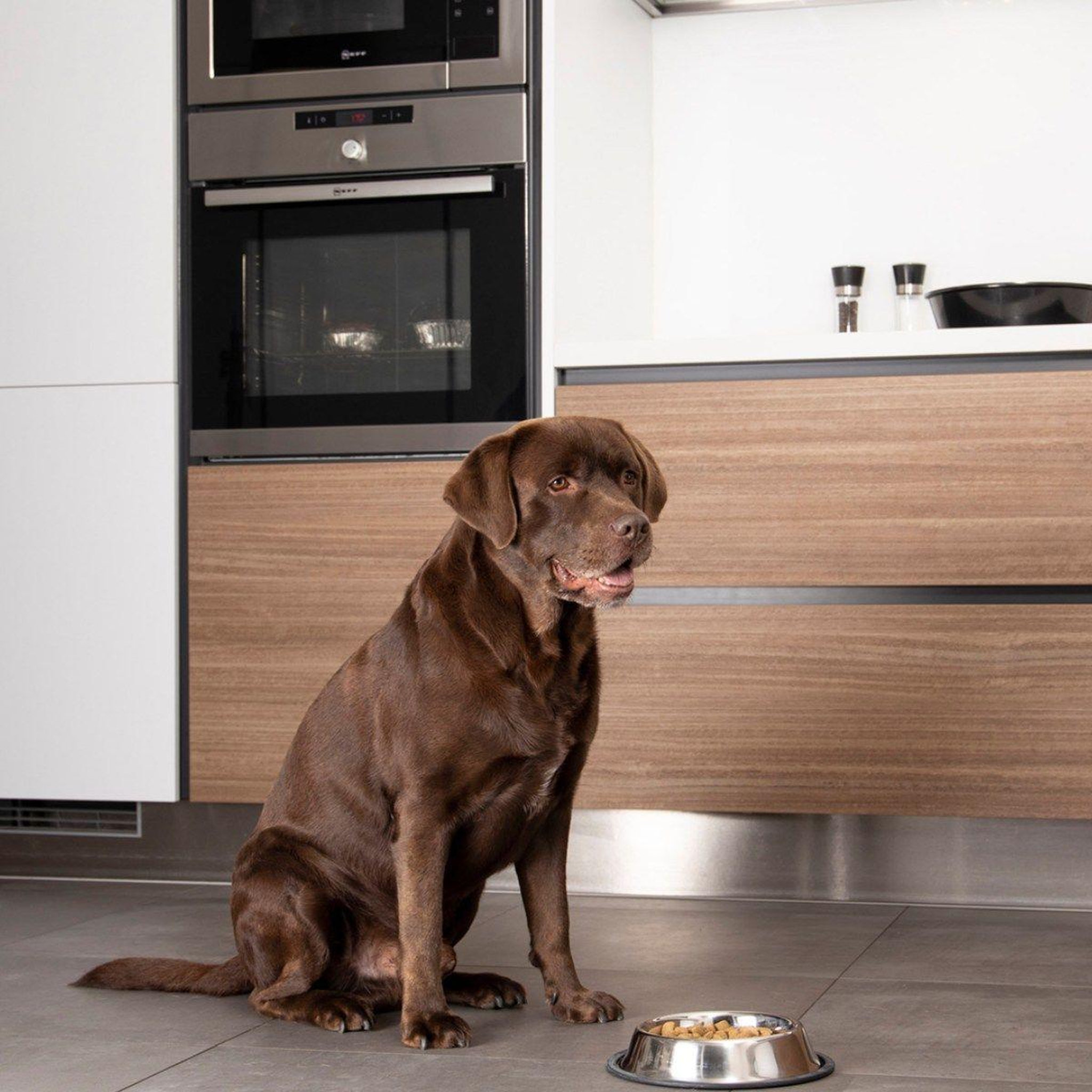 Voir la diapositive 3 : HOMEA Gamelle pour chien & chat  antidérapante  24cm argent