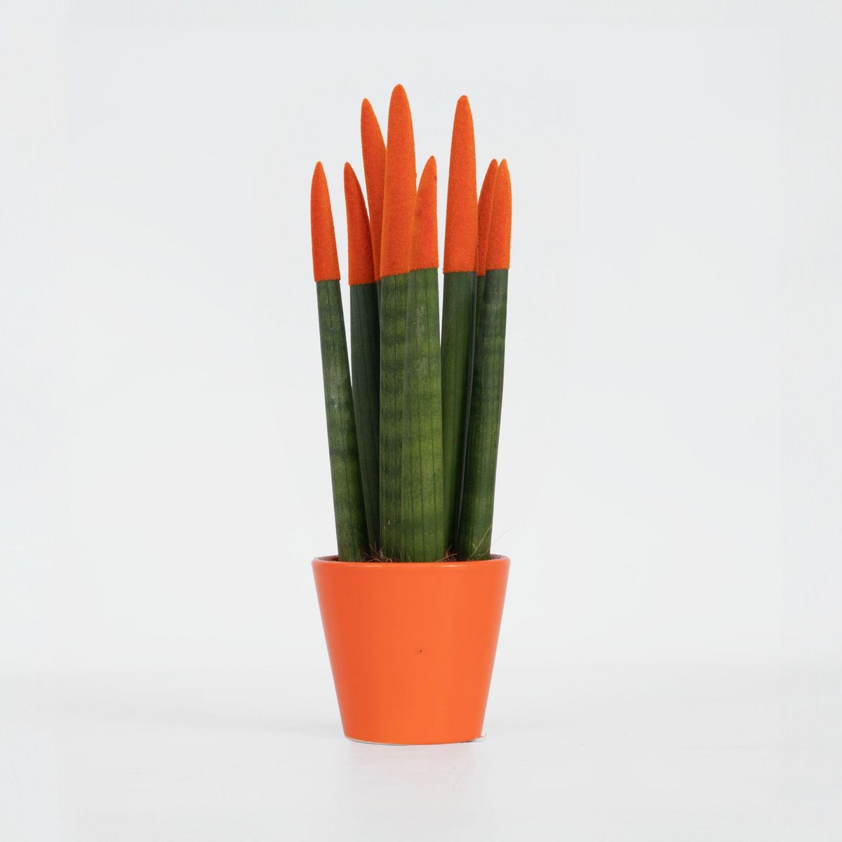 PLANT IN A BOX Sansevieria cylindrique - Hauteur 20-40cm - Pot 9cm