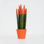 Voir la diapositive 6 : PLANT IN A BOX Sansevieria cylindrique - Hauteur 20-40cm - Pot 9cm
