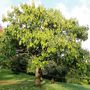 Voir la diapositive 2 : Arbre impérial