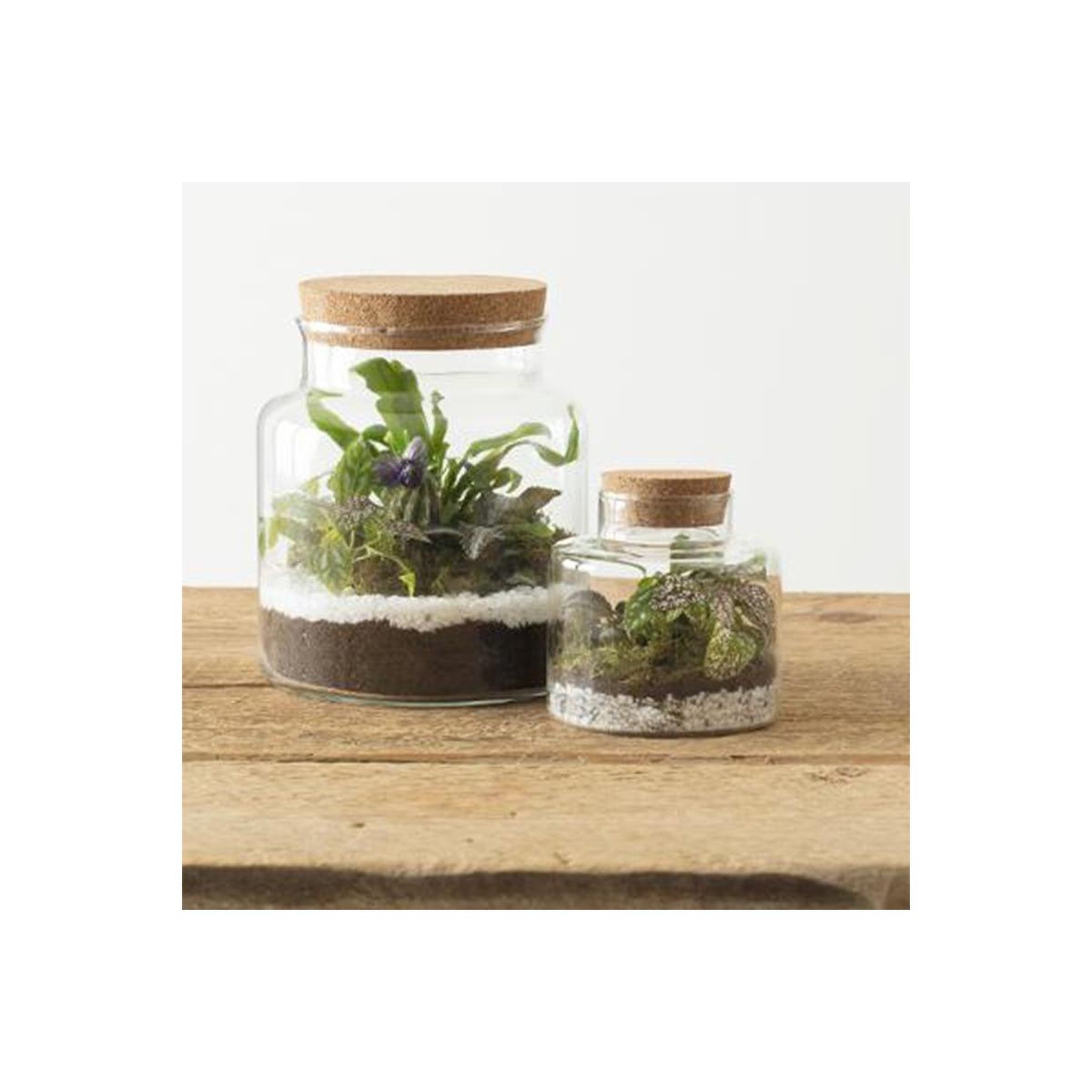 Voir la diapositive 2 : ATMOSPHERA Terrarium en verre  bovaj  21cm transparent