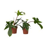 PLANT IN A BOX Plante verte - Set de 2 - Philodendron 'Florida Green' - Hauteur 20-30cm - ⌀12cm