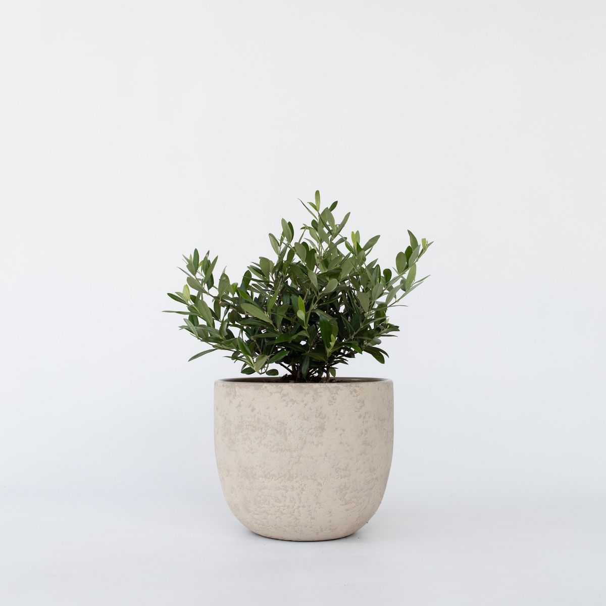 PLANT IN A BOX Olivier - Olea europaea - Hauteur 30-40cm - ⌀21cm