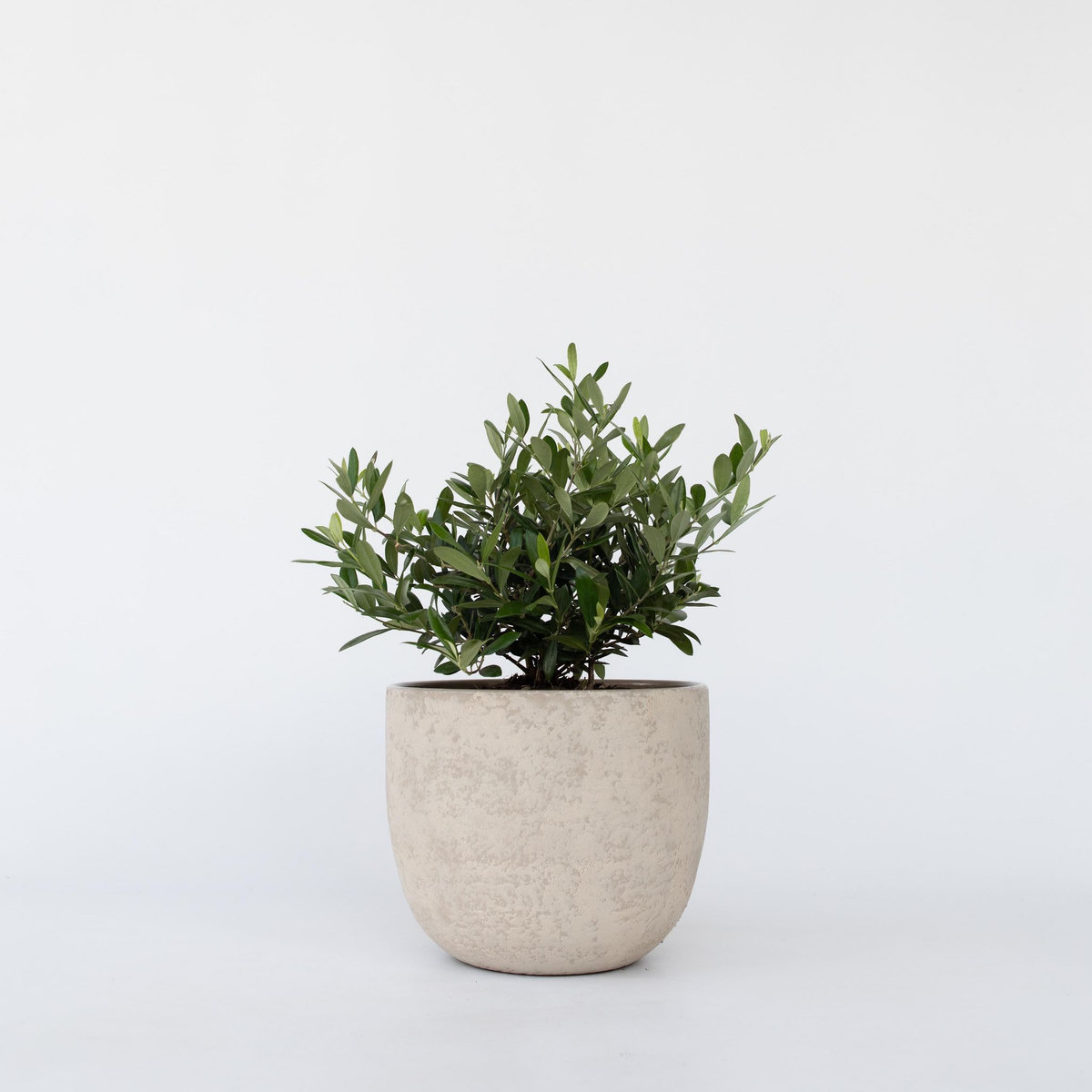 PLANT IN A BOX Olivier - Olea europaea - Hauteur 30-40cm - ⌀21cm