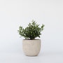Voir la diapositive 6 : PLANT IN A BOX Olivier - Olea europaea - Hauteur 30-40cm - ⌀21cm