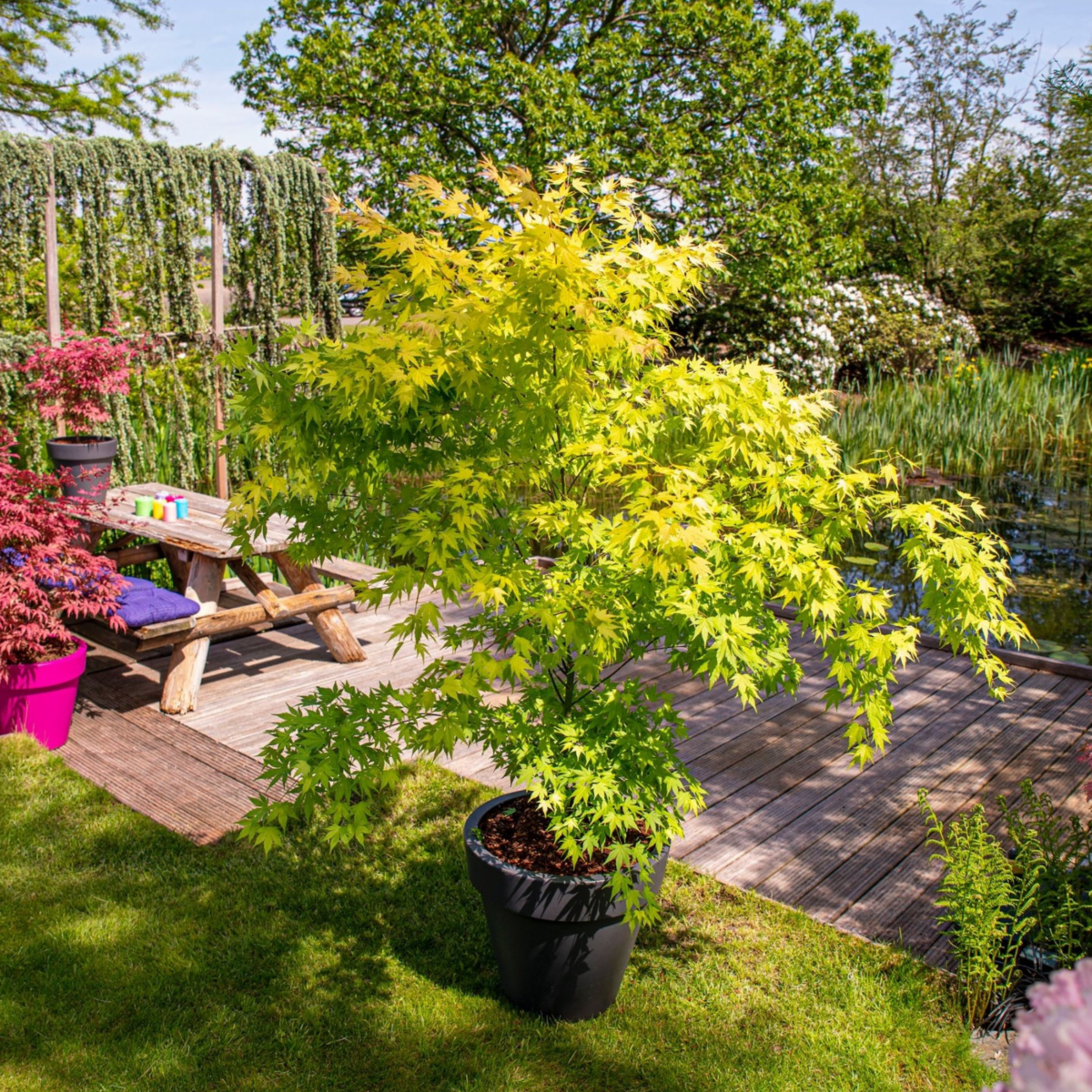 PLANT IN A BOX Érable du Japon - Set de 2 - Acer palmatum 'Orange Lace' - H60-70cm - ⌀19cm