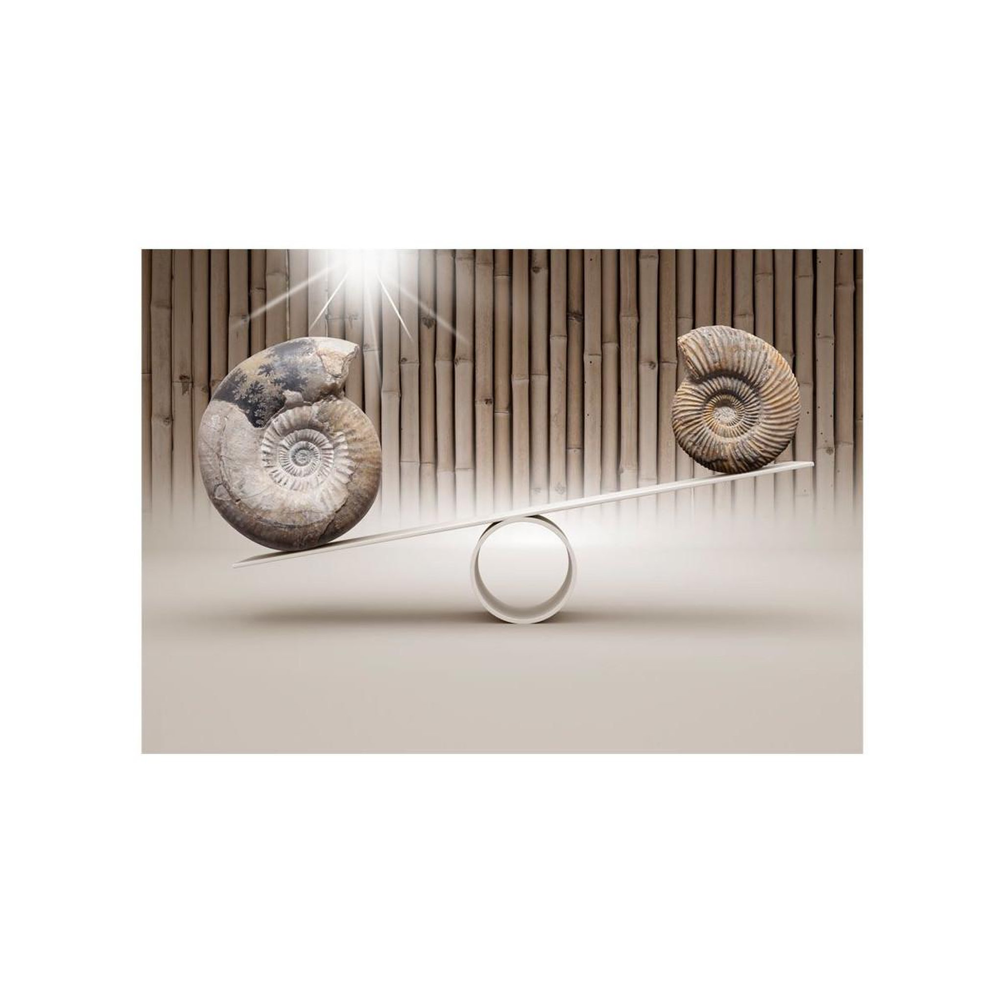 Voir la diapositive 2 : Paris Prix Papier peint  fun with fossils