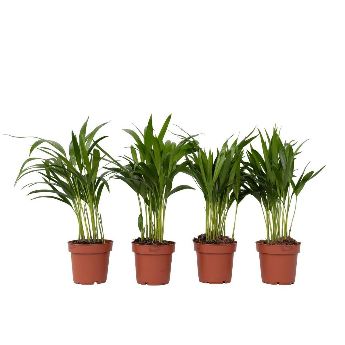 PLANT IN A BOX Palmier areca - Set de 4 - Dypsis lutescens - Hauteur 30-45cm - ⌀12cm