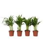Voir la diapositive 1 : PLANT IN A BOX Palmier areca - Set de 4 - Dypsis lutescens - Hauteur 30-45cm - ⌀12cm