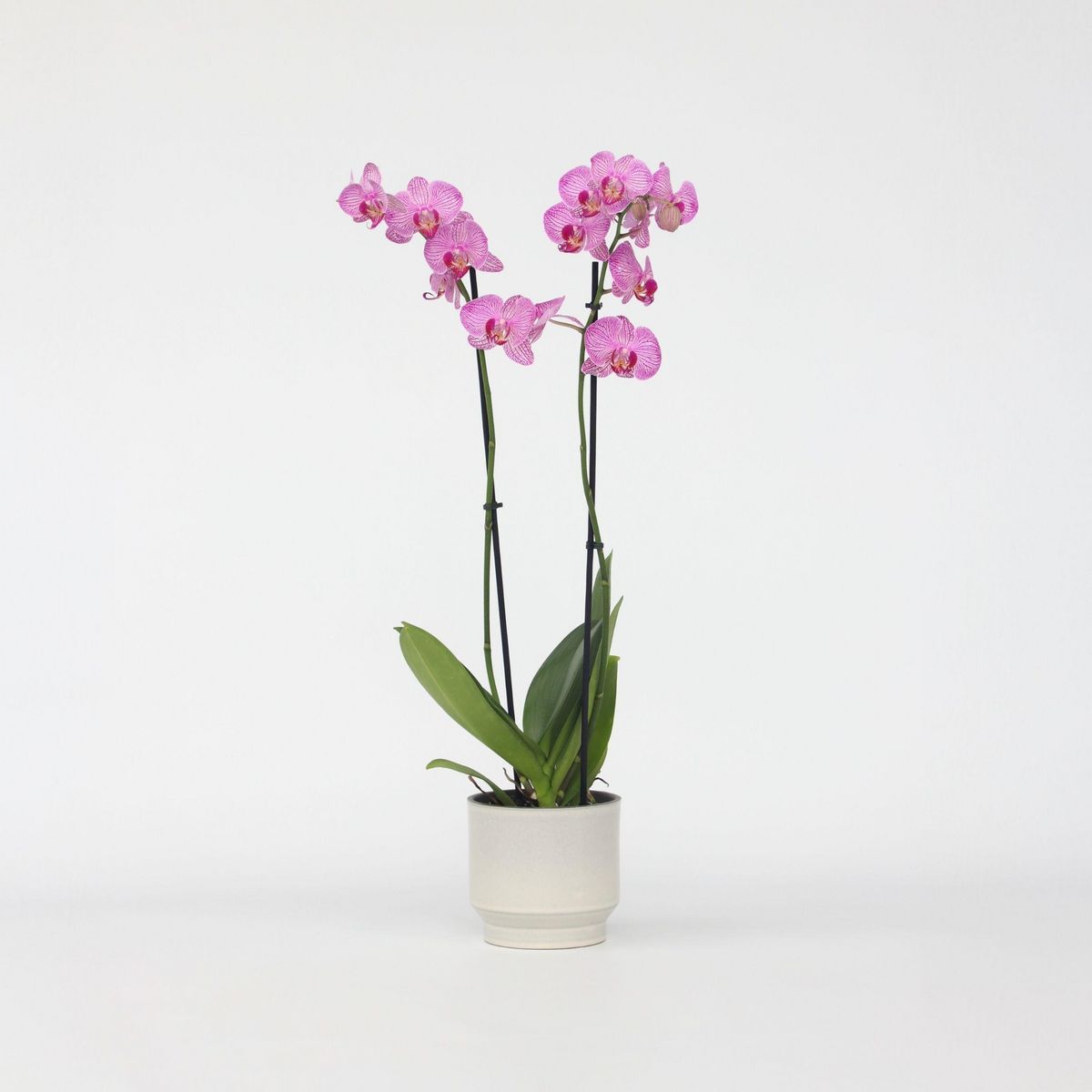 PLANT IN A BOX Orchidée papillon - Phalaenopsis - Hauteur 50-60cm - ⌀12cm