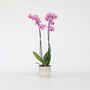 Voir la diapositive 5 : PLANT IN A BOX Orchidée papillon - Phalaenopsis - Hauteur 50-60cm - ⌀12cm
