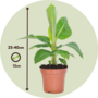 Voir la diapositive 2 : PLANT IN A BOX Bananaier nain - Musa 'Oriental Dwarf' - Hauteur 25-40cm - ⌀12cm