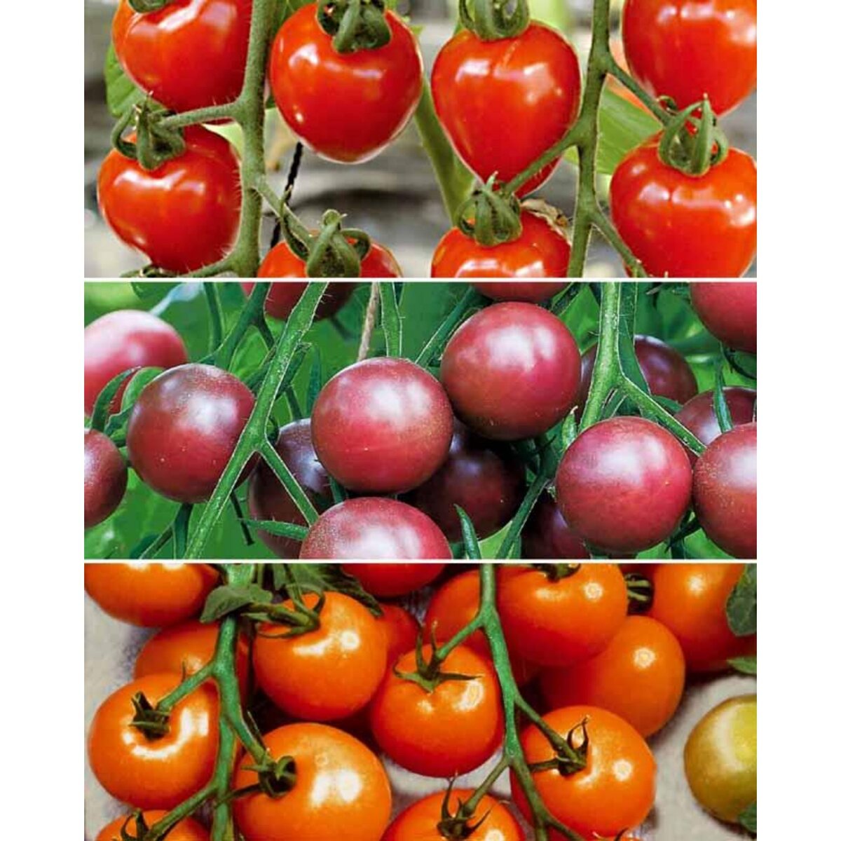  Collection de Tomates cerises - Les 3 sachets de graines - Willemse