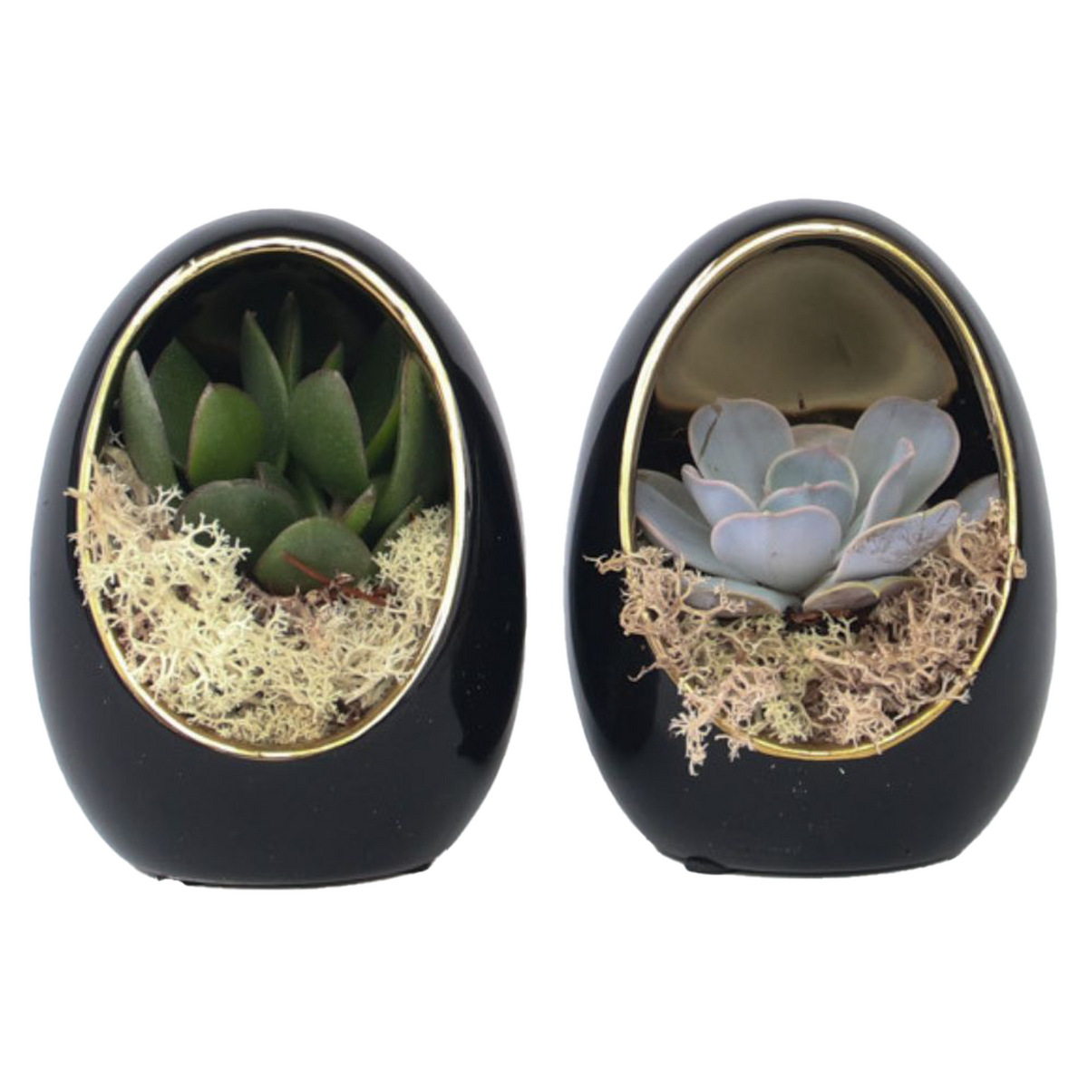 PLANT IN A BOX Œuf Noir d'Or - Set de 2 - Echeveria lilacina - Hauteur 12cm