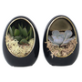 Voir la diapositive 1 : PLANT IN A BOX Œuf Noir d'Or - Set de 2 - Echeveria lilacina - Hauteur 12cm