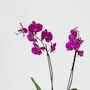 Voir la diapositive 3 : PLANT IN A BOX Orchidée papillon - Phalaenopsis - Hauteur 50-60cm - ⌀12cm