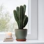 Voir la diapositive 5 : PLANT IN A BOX Euphorbe ingens - Euphorbia ingens - Hauteur 85-95cm - ⌀24cm