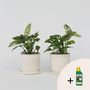 Voir la diapositive 5 : PLANT IN A BOX Plante à trous - Set de 2 - Monstera 'Monkey Mask' - Hauteur 25-30cm - ⌀12cm