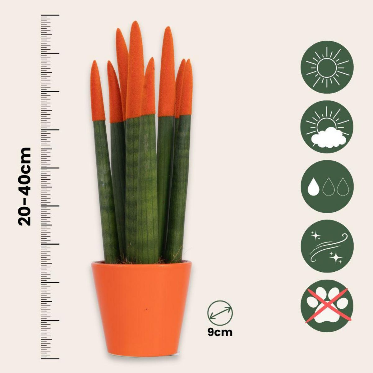 PLANT IN A BOX Langue de belle-mère - Set de 2 - Sansevieria cylindrica - H20-40cm - ⌀9cm
