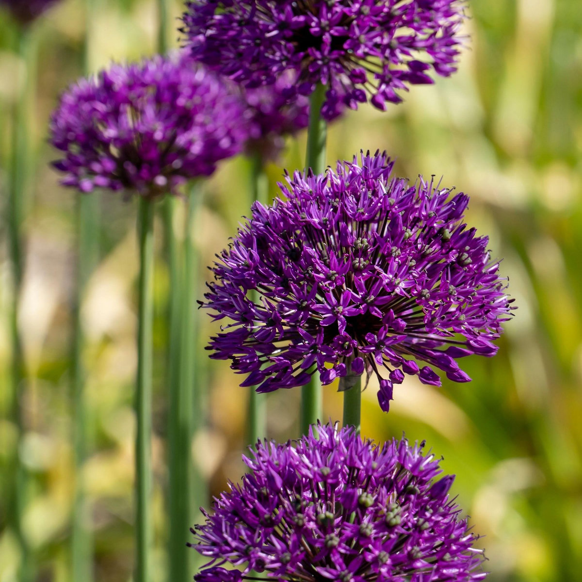 PLANT IN A BOX Ail - Set de 60 - Allium 'Purple Sensation' - Bulbes à fleurs - Violet