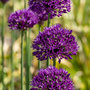 Voir la diapositive 4 : PLANT IN A BOX Ail - Set de 60 - Allium 'Purple Sensation' - Bulbes à fleurs - Violet