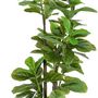 Voir la diapositive 4 : HOMCOM Ficus Lutea artificiels 1,80H m - lot de 2 ficus artificiels - 120 feuilles réalistes par pied - pot inclus noir vert
