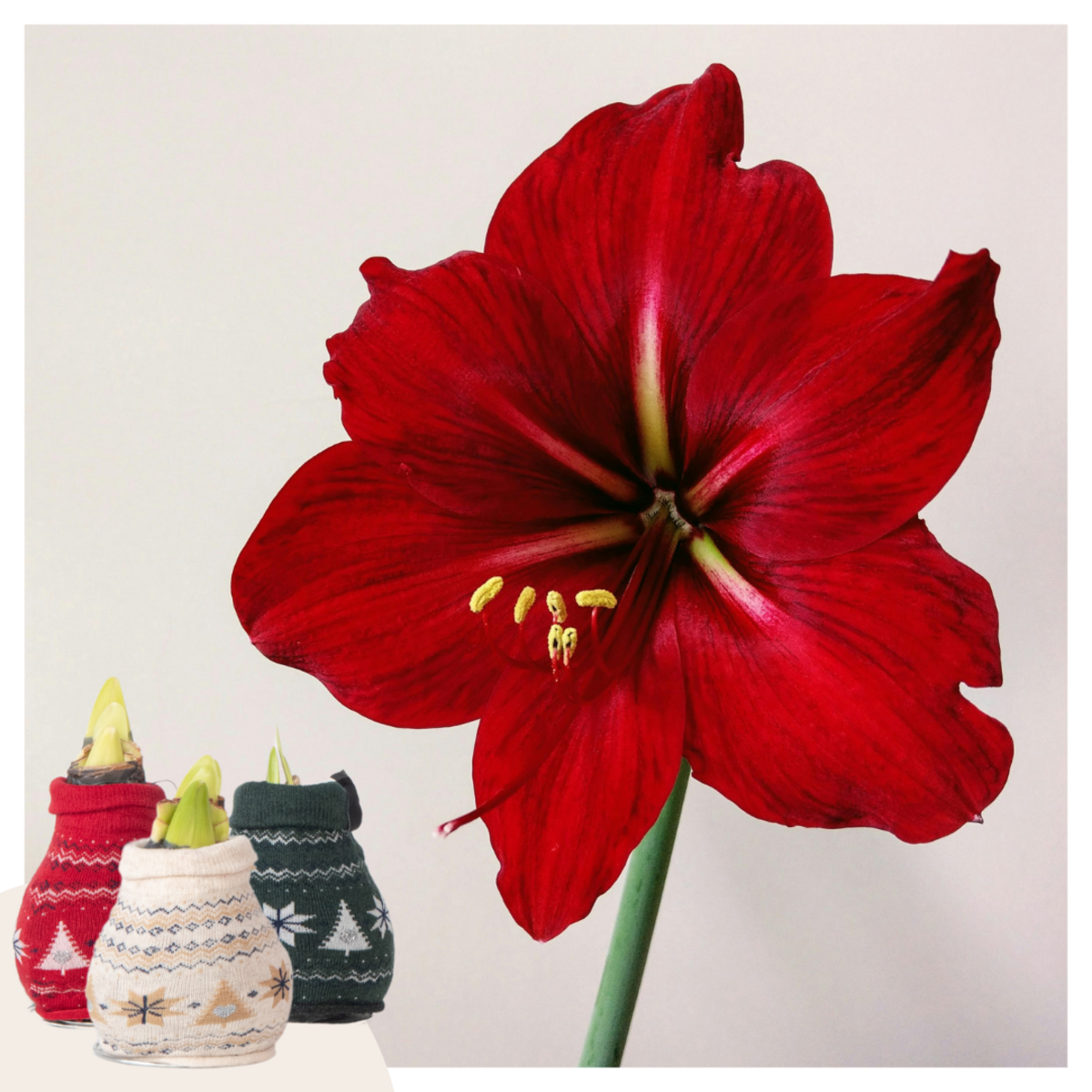 PLANT IN A BOX Amaryllis - Set de 3 - Hippeastrum 'Christmas Sweater' - Bulbe de fleur - Rouge