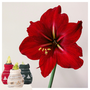 Voir la diapositive 6 : PLANT IN A BOX Amaryllis - Set de 3 - Hippeastrum 'Christmas Sweater' - Bulbe de fleur - Rouge