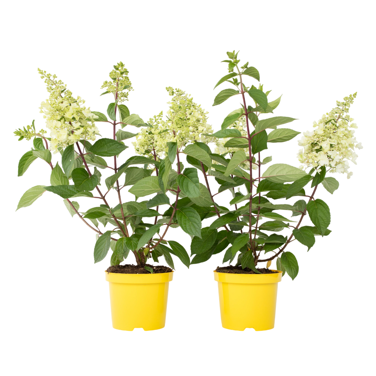 PLANT IN A BOX Hortensia - Set de 2 - Hydrangea paniculata 'Candlelight' - H25-40cm - ⌀19cm