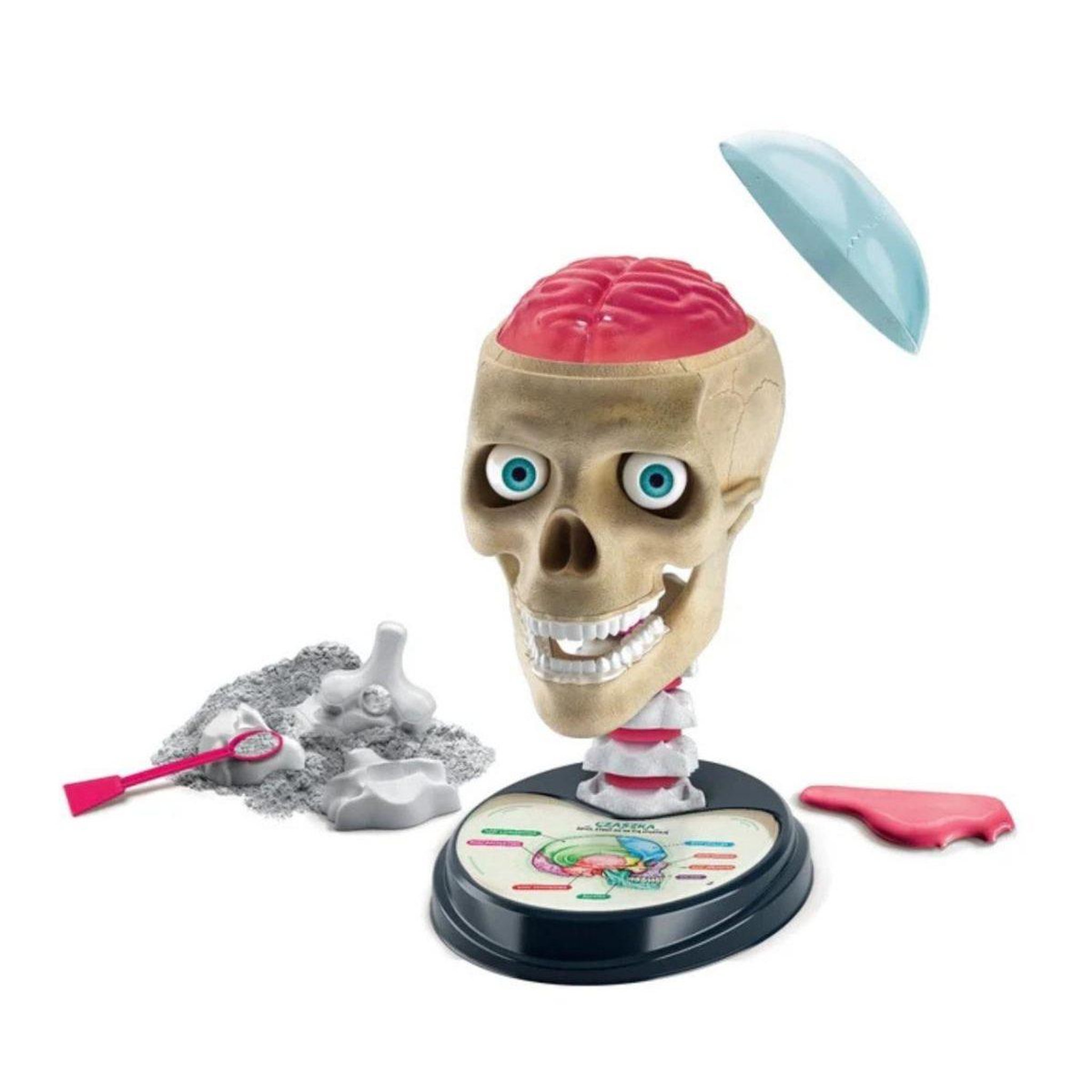 Voir la diapositive 3 : CLEMENTONI Coffret scientifique  50697 science  and  jeu - anatomie déjantée