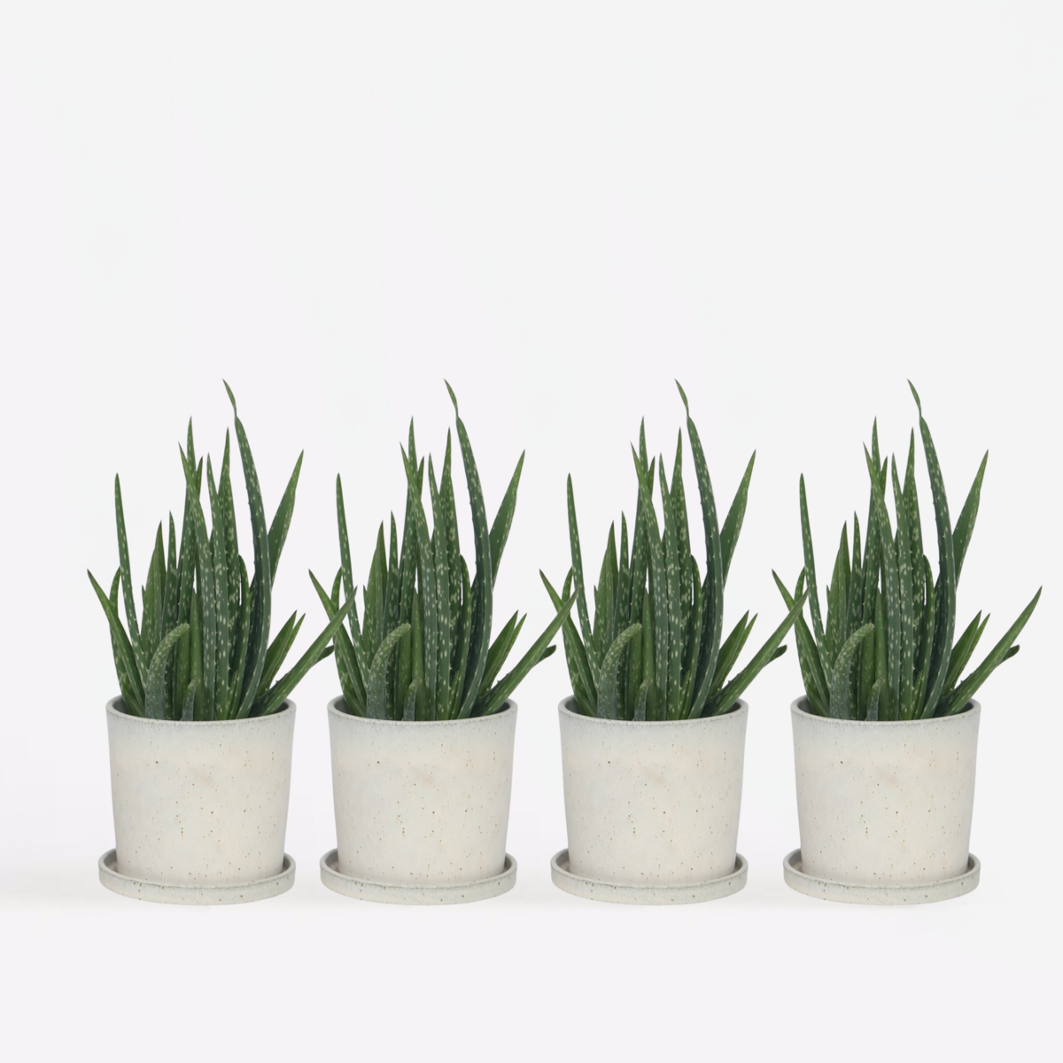 PLANT IN A BOX Aloe vera - Set de 4 - Aloe barbadensis - Hauteur 25-40cm - ⌀10,5cm