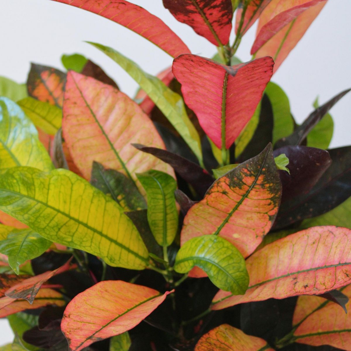 PLANT IN A BOX Croton - Codiaeum variegatum 'Mrs. Iceton' - Hauteur 90-100cm - Pot 27cm