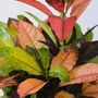 Voir la diapositive 3 : PLANT IN A BOX Croton - Codiaeum variegatum 'Mrs. Iceton' - Hauteur 90-100cm - Pot 27cm