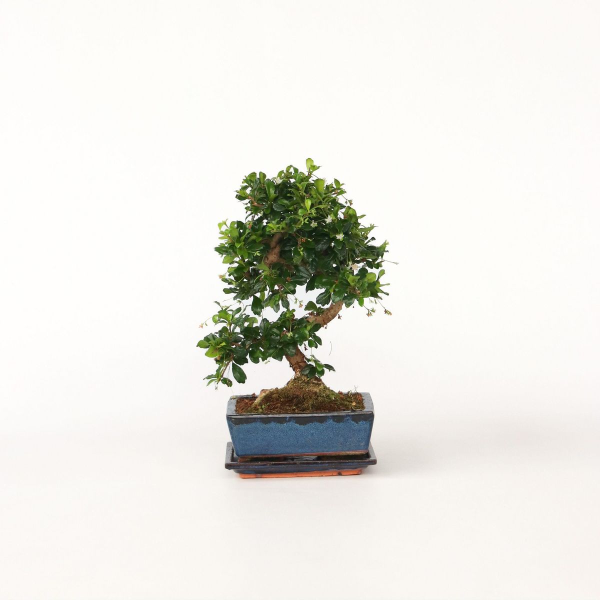 PLANT IN A BOX Bonsaï - Carmona microphylla - Hauteur 20-30cm - ⌀15cm
