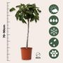 Voir la diapositive 2 : PLANT IN A BOX Figuier de Barbarie - Set de 2 - Ficus Carica - Hauteur 70-90cm - ⌀21cm