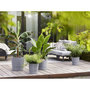 Voir la diapositive 6 : ELHO Pot de fleurs rond extérieur/intérieur Ø 30 cm Elho Aqua Care Greensense gris ciment
